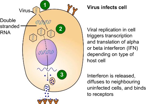 virus infects cell